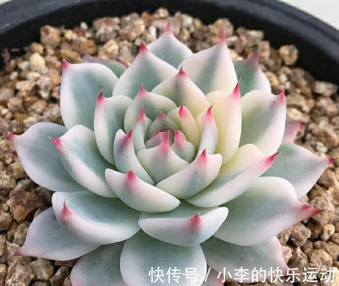 养多肉有技巧,做好四件事,一年能长5厘米,爆满整个花盆