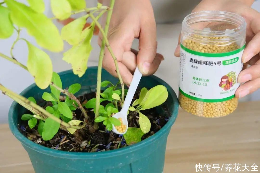 月季|8种花，现在快施肥，秋天开出满树花