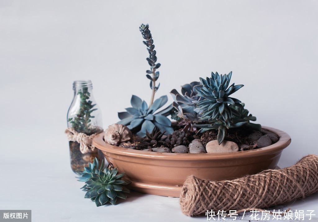 缺水|多肉植物怎么浇水?提供浇水七大知识点,让养殖多肉变得更加简单