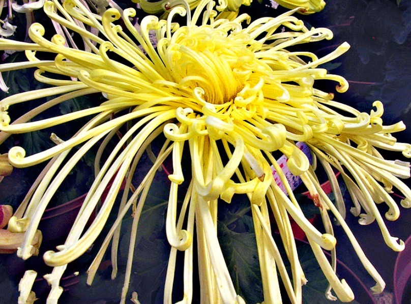 喜欢菊花，就养盆“菊中珍品”玉龙腾飞，似凤尾蟠龙，高贵霸气