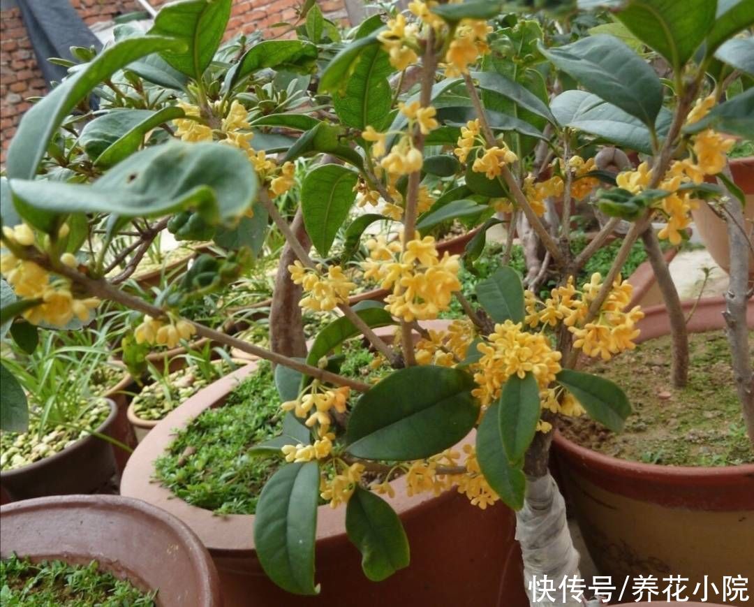 花苞|立秋后，3种花长出花苞，补上几次磷钾肥，提高开花质量