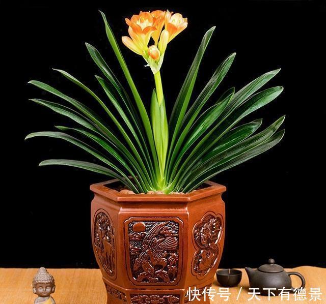 为啥好多人都养不好君子兰?把握好这一点,随便养养就开花