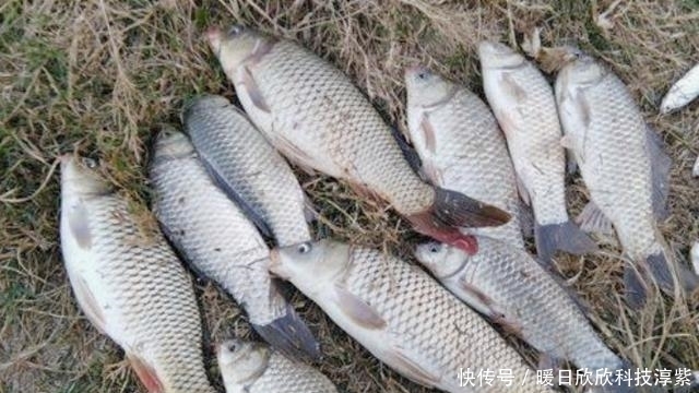 鲤鱼|钓鲤鱼选什么钓位?钓鲤鱼用什么饵料最好?