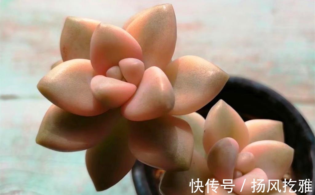 橙梦露|如何打造甜蜜色多肉?选对品种,养出糖心就是了,很少有人不喜欢