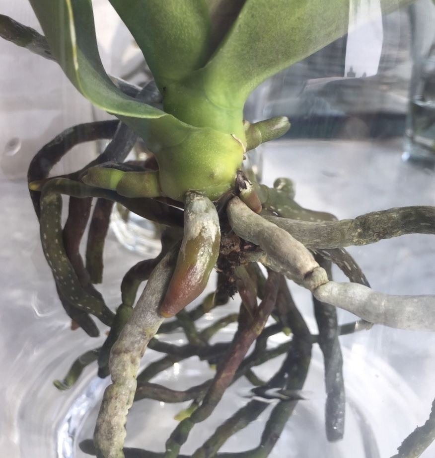 植物|养不好5种植物,就要赶紧“跳坑”,不然买多少、死多少