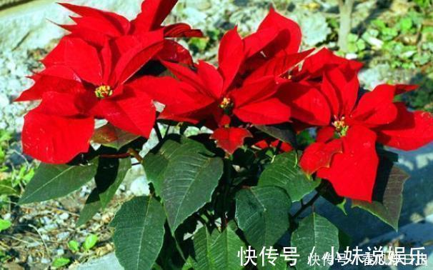 虞美人|有钱人家里从不养“4种花”,白送都不要,你还傻傻往家买