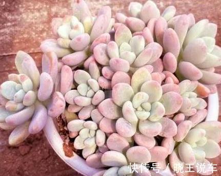 喜欢多肉洛神,天冷后这样养,出状态粉红粉红的,真美