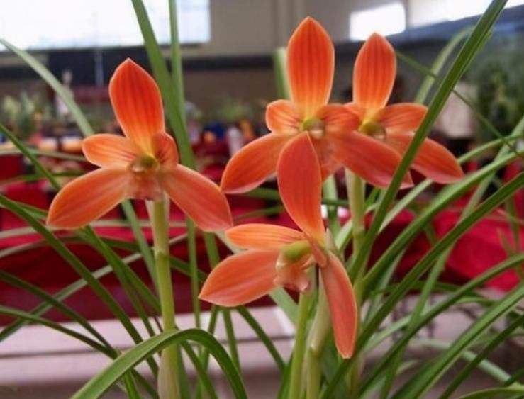 窗台盆栽养国兰小技巧:这2方面到位,打理省心又效果好