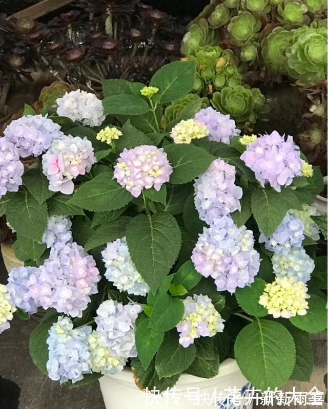 绣球|3种花养在小盆里，2年变老桩，茎干粗壮开花香，1次能开50朵