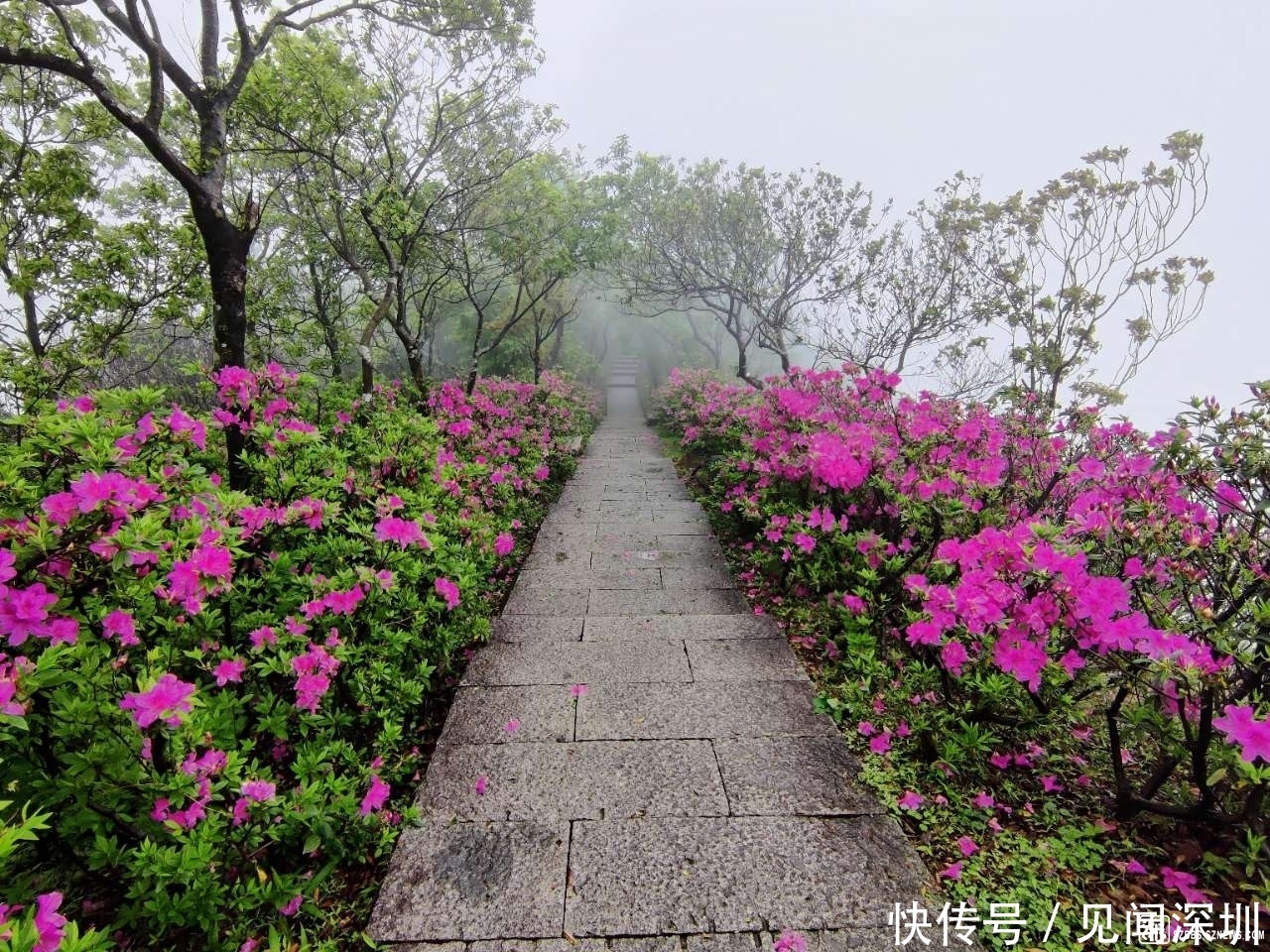 三月的深圳百花盛开，哪里是踏春赏花的好去处？答案都在这里了