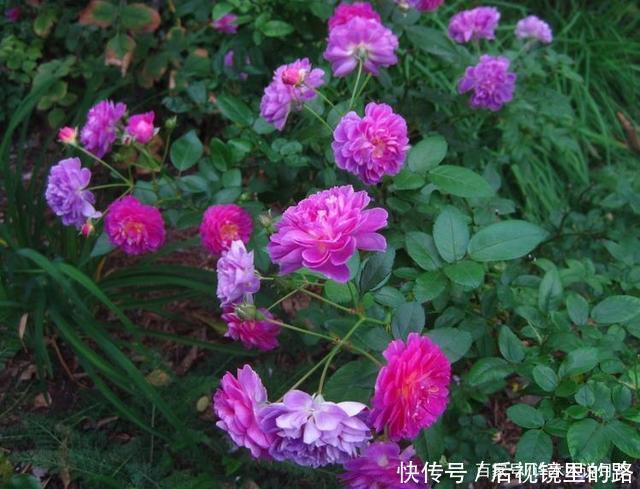 20款紫色月季品种。浓香、抗病非常好养,天然紫色唯美盛开