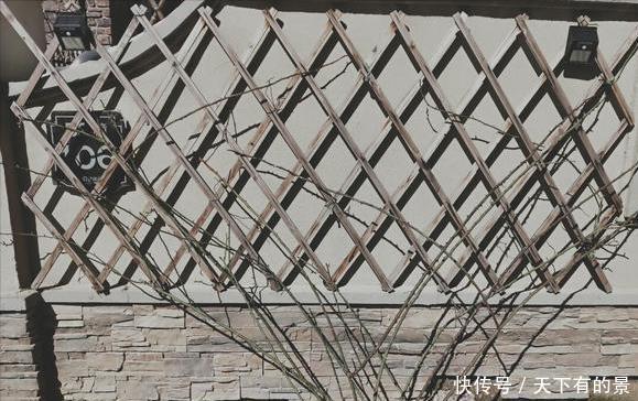 笋芽|月季花墙,小苗快速成型的“窍门”,一年满枝芽,爆出一墙花