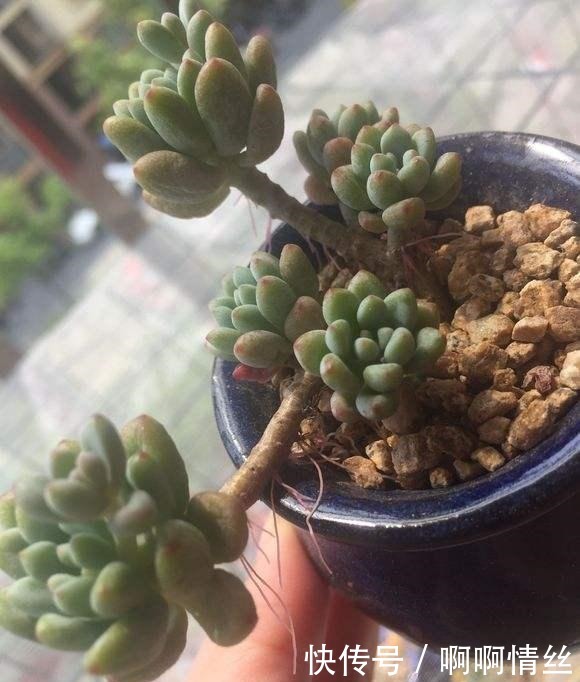 多肉长出“白胡子”这是“求救”的信号,别忽视!