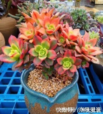 多肉植物|五种多肉冬天养最好,好养易爆盆,适当冻一冻,养出美状态!