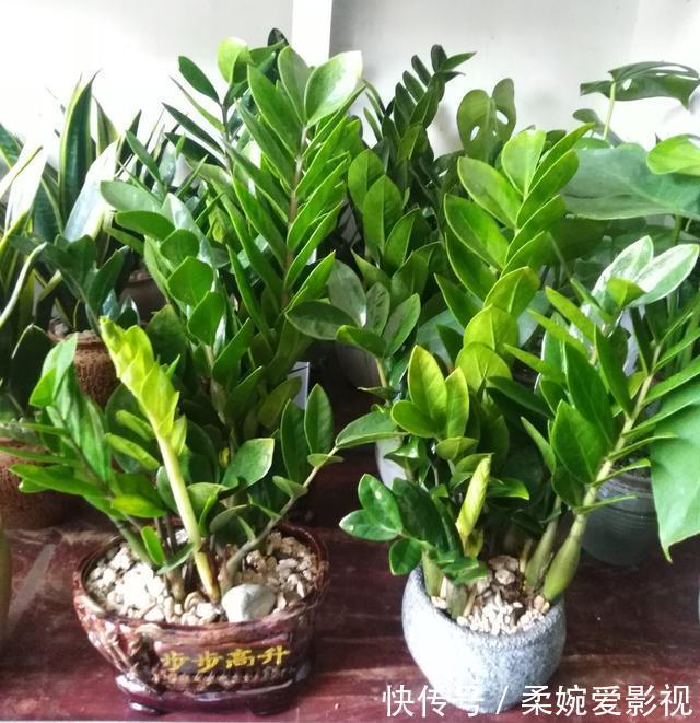 植物|命里带“金”的花,开花美翻了,养在家里还有好兆头