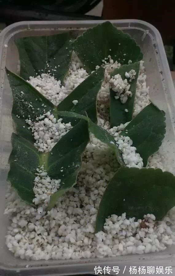 养护|悄悄告诉你,6种花“不用买”,1片叶子就能生根发芽、长爆盆