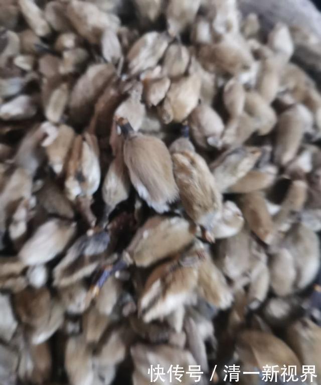 飘香|想让卤水飘香四溢 这几款香料不可少