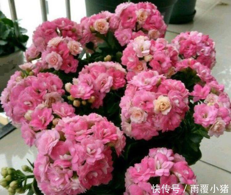 4种花是爆盆能手，开起花来“拦”不住，家里养一盆，招财又纳福