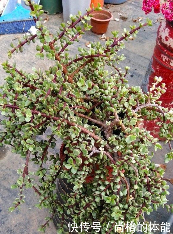 老桩|雅乐之舞剪剪枝,主干放放粗,一个夏天变老桩,养成高价小盆景!