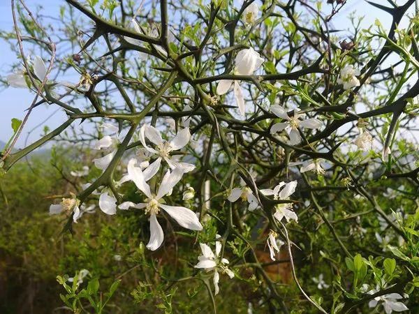  效用|有刺植物的刺是如何起源和演变的？有什么类型和效用？