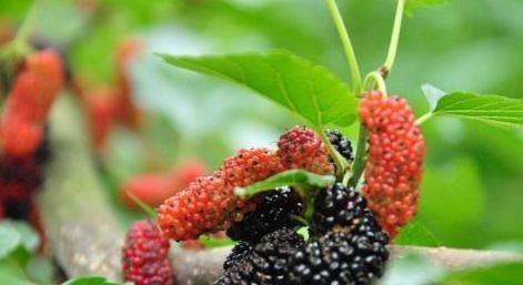 “三月桑葚赛人参”,桑葚真好吗?以下三种人不吃是对的