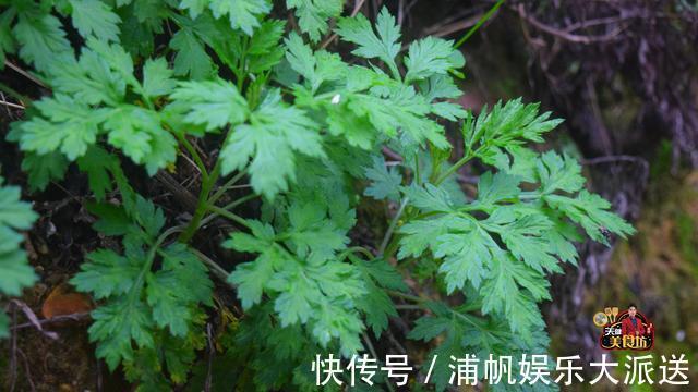 糯米艾草糍粑最好吃的家庭做法,简单美味又解馋,看看你喜欢吃不