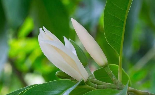 金桂|几种植物全身“飘香”,香味经久不散,家里摆上一盆,生活更舒适