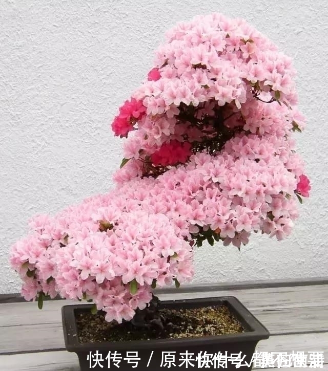 盆景|世界上又一奢侈品《盆栽》一盆就是一座房子!