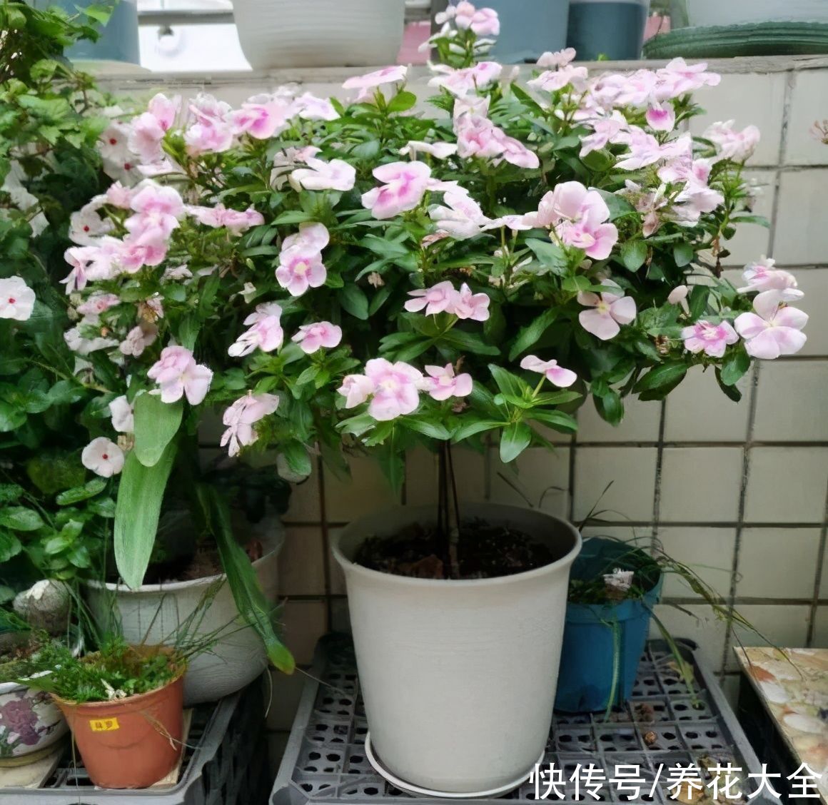 马齿苋花|山东马齿苋老桩，年年开花像小树，网友直呼：假的吧