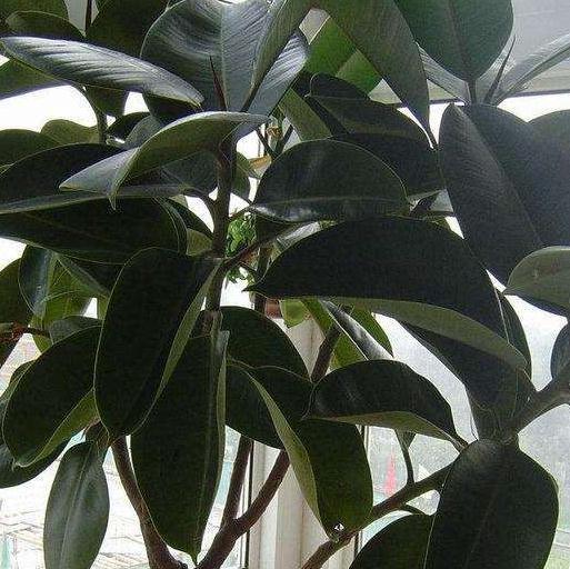 3种高端绿植养家里,大气上档次,观赏性高,越养越喜欢