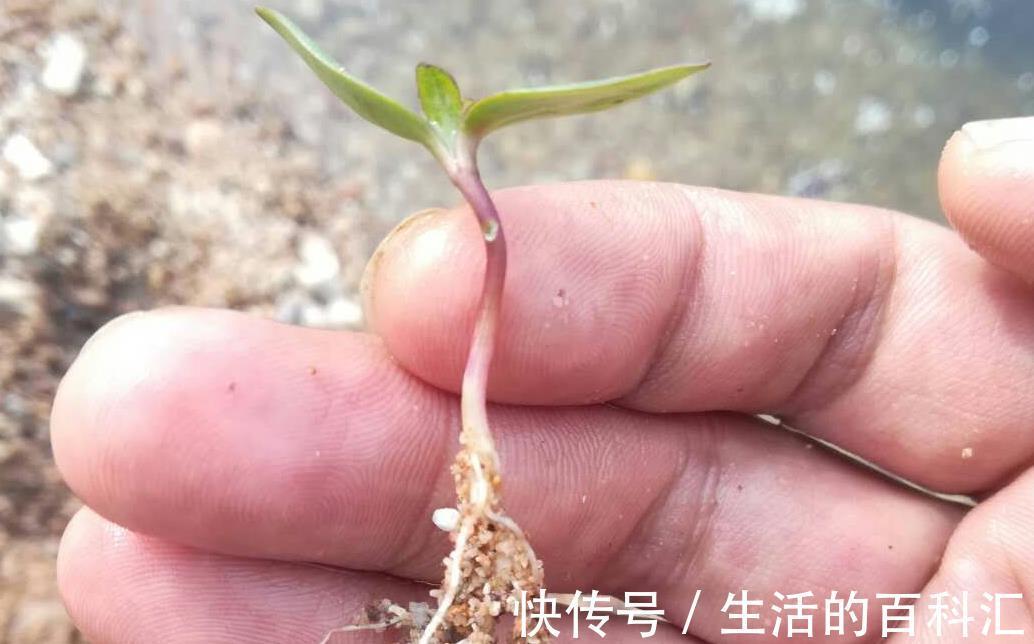 根系|花卉小苗这样移栽不伤根,缓苗快,有些细节千万注意