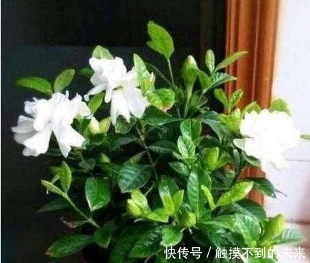 栀子花盆|在栀子花盆挖个坑,花苞蹭蹭的冒不停,不黄叶不烂根