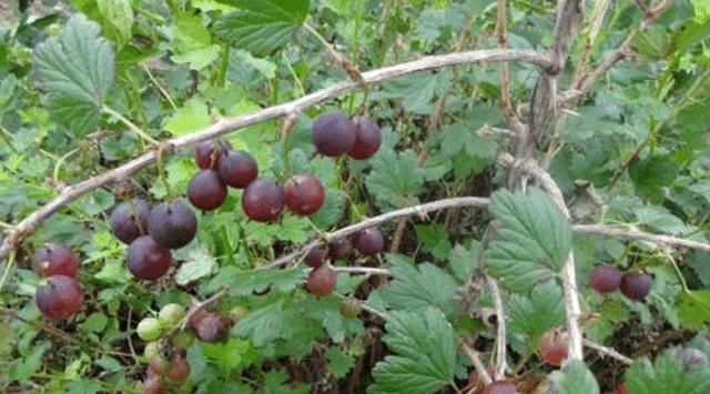 野果|告诉家乡人,此野果,目前40元一斤,别漠不关心