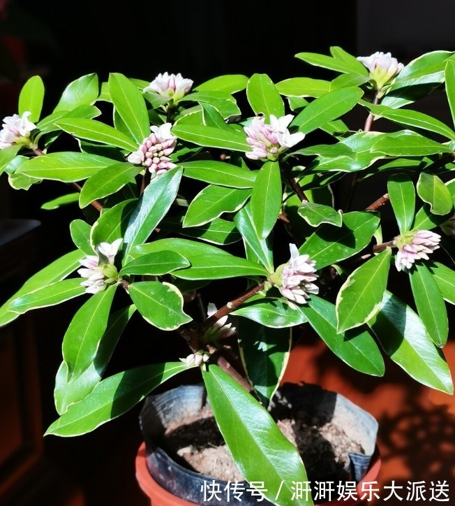 香味|喜欢养芳香花卉的人，客厅只养一盆“夺香花”，好闻又大气