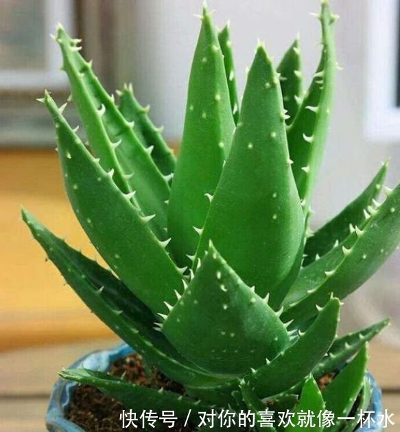 4种花很好养,耐热耐晒更耐旱,夜里释放氧气,空气清新,助睡眠