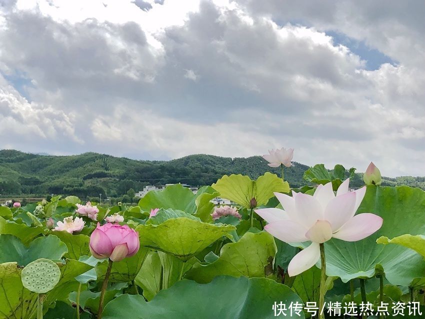 荷花|广西贵港：千亩荷花竞相绽放