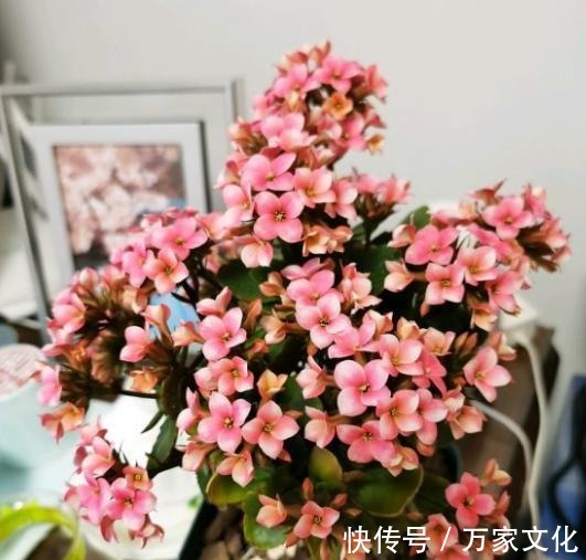 长寿花养一年就扔太可惜了,按此方法养,养成老桩,开花才漂亮