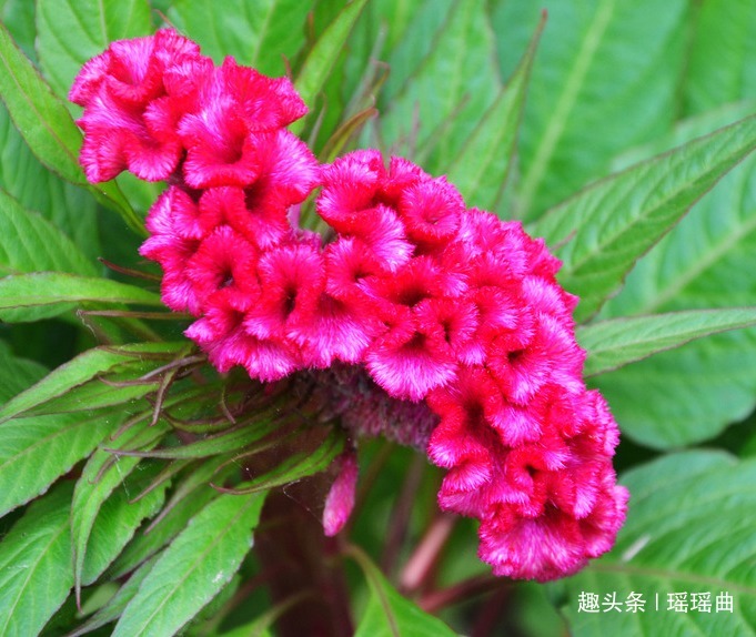 此花有“花中之王”之美誉，艳丽迷人引人注目，代表真挚永恒的爱