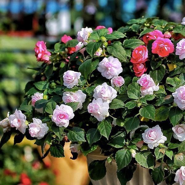 比长寿花还好养的“1种”阳台花,到了3月满盆冒花苞,谁养都活