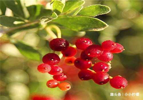 食物|女性过了40岁常吃的食物,清理血管,增强体质,排除毒素