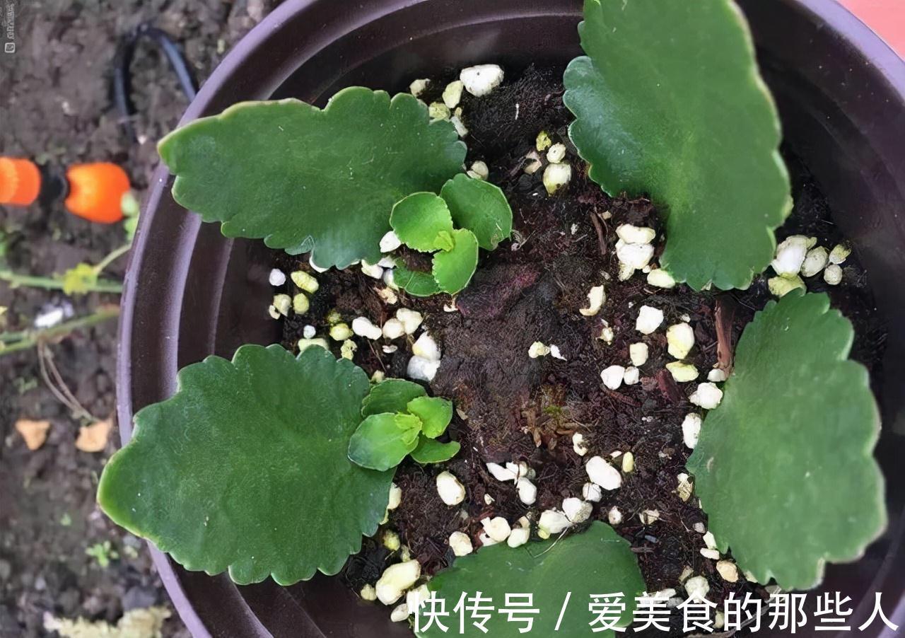 路上看到“三种花”,择点枝带回家,温度低易生根“繁殖”一大群