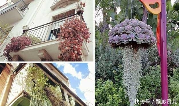 鲜花养不活改养多肉，这几款多肉吊起来养，简直美成银河系