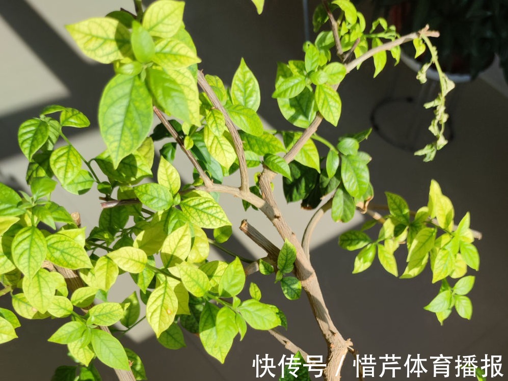 9个开花劳模,施肥不能停,不然越养越差劲