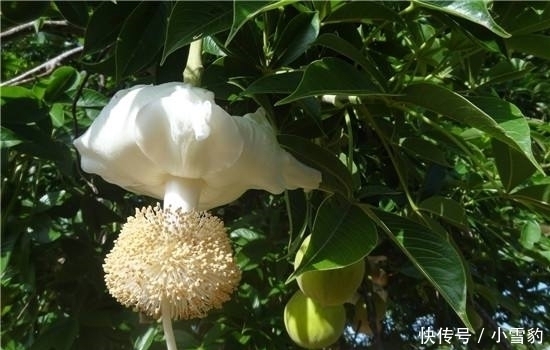 非洲人最喜欢的“水果”,吃一个顶一天,种一棵能养活一家人