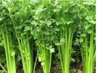 食物|人到中年想长寿，不妨多吃3种食物，营养丰富，排毒瘦身