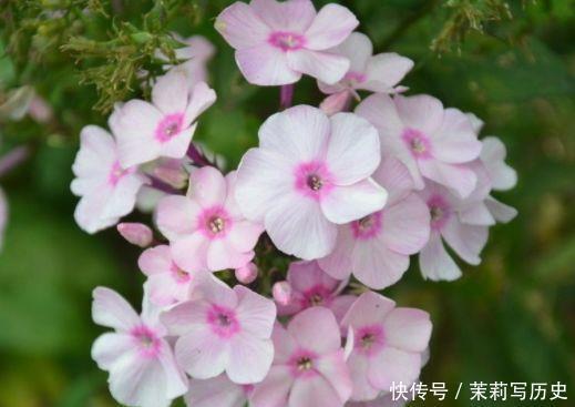 花色|此几款花卉,花色丰富艳丽,香气又好闻,超迷人的