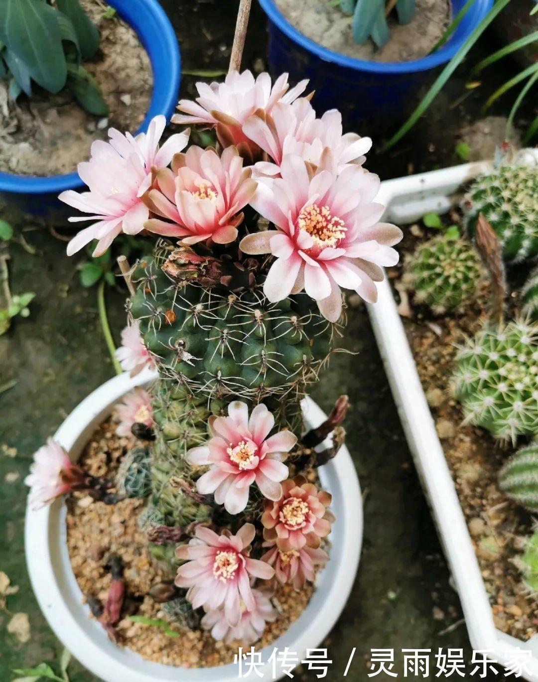 70岁老妈,一天也闲不住,院子里种满了花!