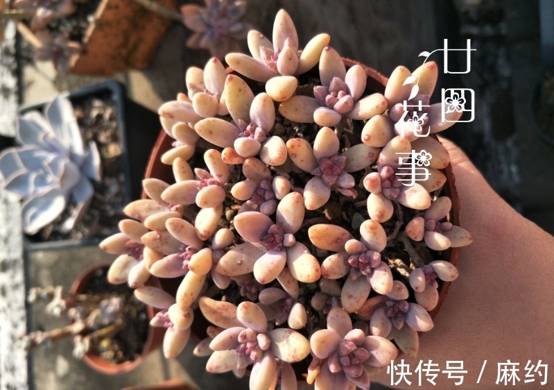 4种方法,让单头多肉变多头,总有一种适合您!