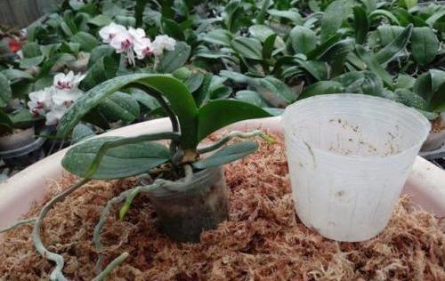 空气湿度|烂根的蝴蝶兰别扔,学会这么做,猛窜花枝,年年都开花