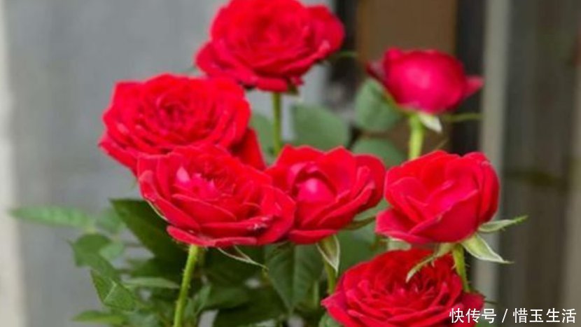 种花|比香水还好闻的3种花,随便养都能爆盆,满屋飘香,花香花更美